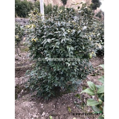 精品造型罗汉松柱子 高度2.5米 冠副50厘米至1.2米