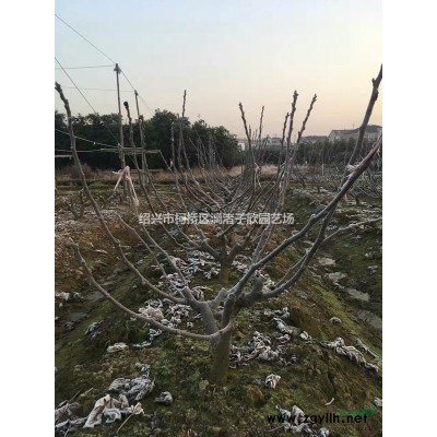 精品独杆小桂花八月桂 地径1公分至4公分