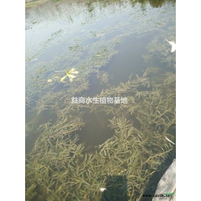 浙江荷花提供水生植物