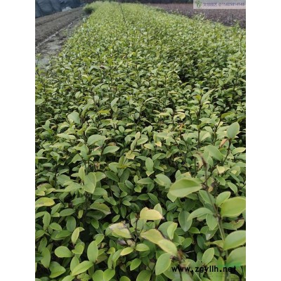 绣线菊（品种全）-色块/小毛球