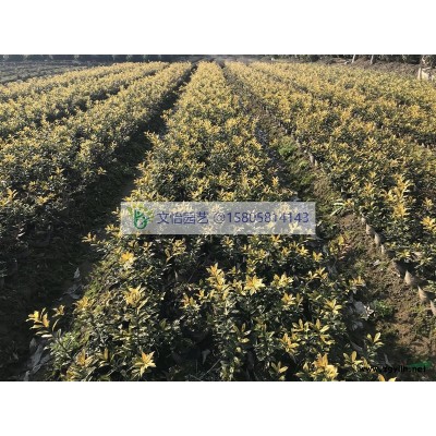 角堇-花色纯正