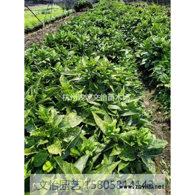 黄金菊-大/小杯苗*
