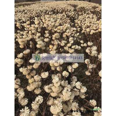 花叶蒲苇、矮蒲苇、蒲苇-产地直销