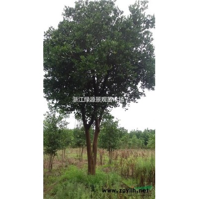 浙江常山供应4米-4.5米嫁接胡柚树