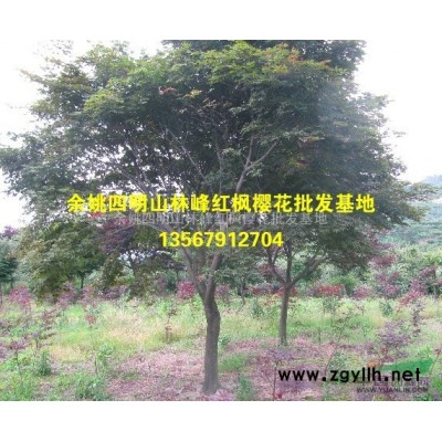 *樱花品种*多的地方