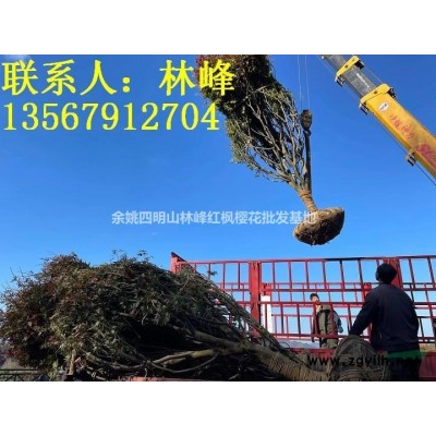 中国樱花哪里*多/四明山樱花基地*多