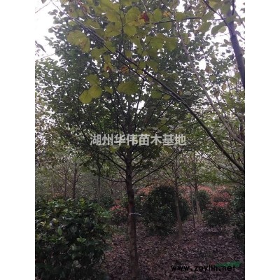 18公分朱砂梅红梅