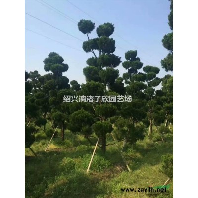 茶梅树 2至8公分