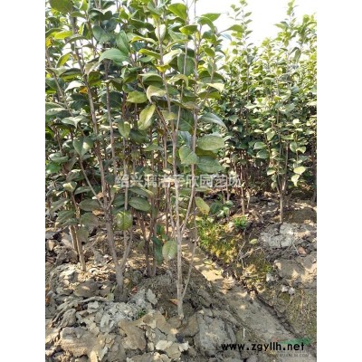 精品茶梅冠副1米5 高度1.3米 矮脚茶梅
