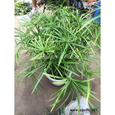 浙江萧山水生植物基地－斑叶芒、细叶芒、花叶芒