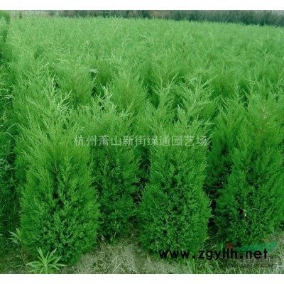 浙江萧山水生植物基地－细叶沙草基地直销
