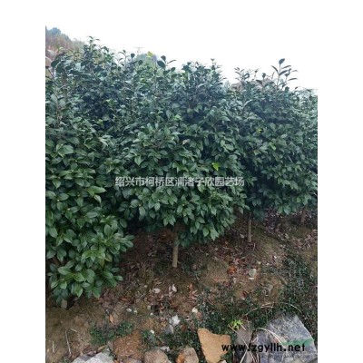 大量精品罗汉松小苗