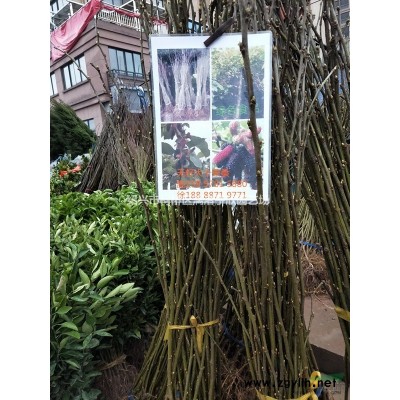 大量精品龙柏球 冠副1米至1米5