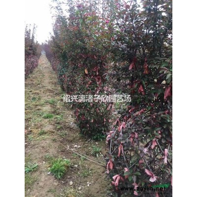 大量精品丛生红叶李 冠副1.5米至3米
