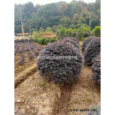 胡柚果树苗 小苗，冠副50厘米到5米