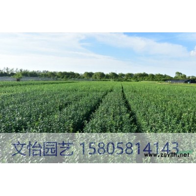 水葱/花叶水葱