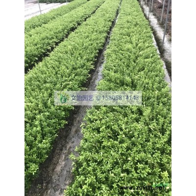 穗花牡荆-规格全