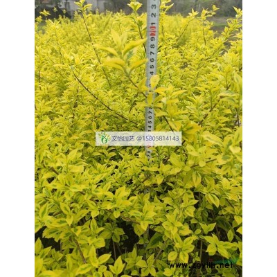 Ligustrum × vicaryi Rehder