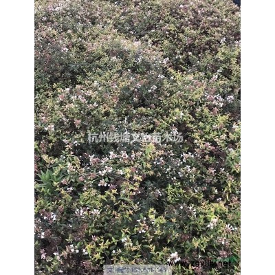 花叶芒-多种芒草
