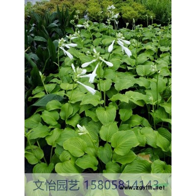 蓝花鼠尾草-多种花色