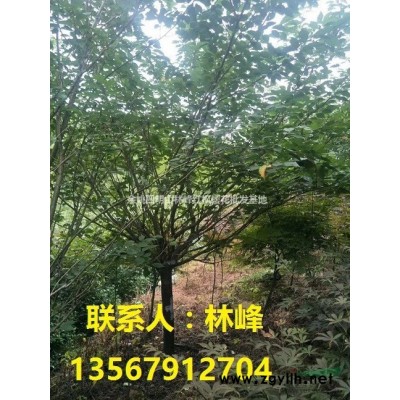 浙江樱花基地/浙江日本樱花基地