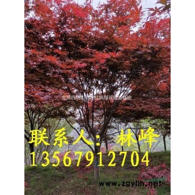 20公分红枫哪里多，哪里的红枫美？