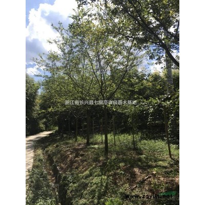 特价供应精品榉树
