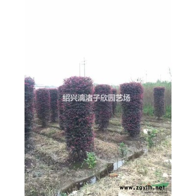 精品矮婆鹃 冠副40厘米至80厘米