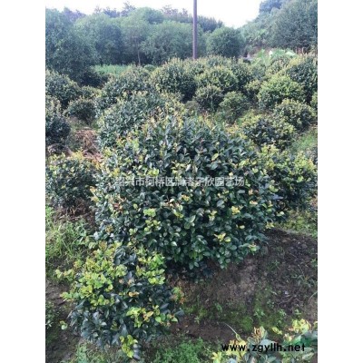 精品红花继木球 冠副1米-1.5米 高度90厘米至1.4米