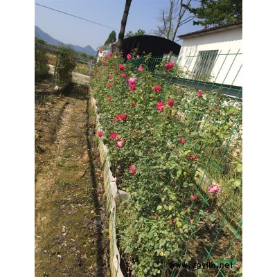 富阳供应大量欧洲引进月季 如图4.5.6