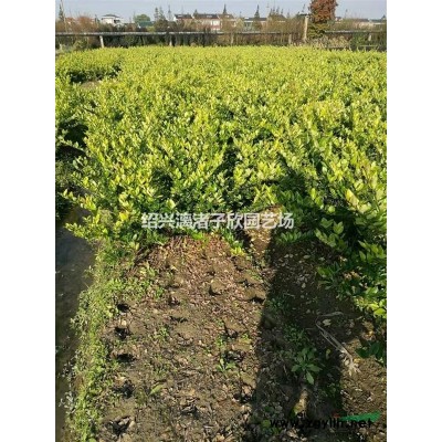 精品济州真柏3年苗