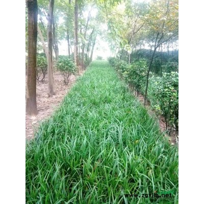 出售5~18公分合欢