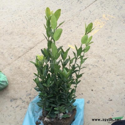 浙江水生植物基地香蒲、千屈菜、旱伞草等出售