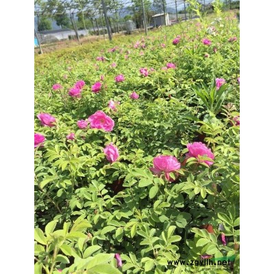 富阳供应树桩月季，质量保证 无中介