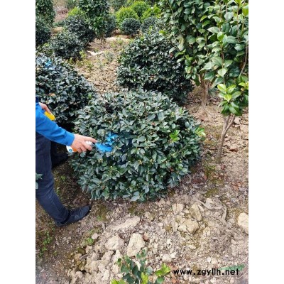 贴梗海棠球 冠副80厘米至1.2米 自产自销