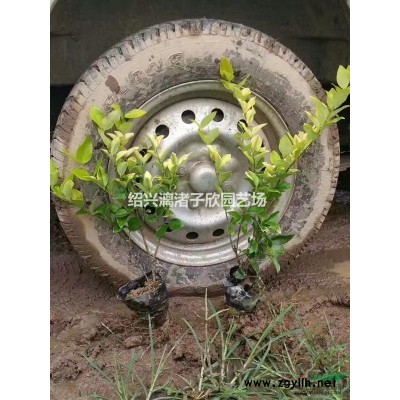 精品罗汉松树  地径8到30公分