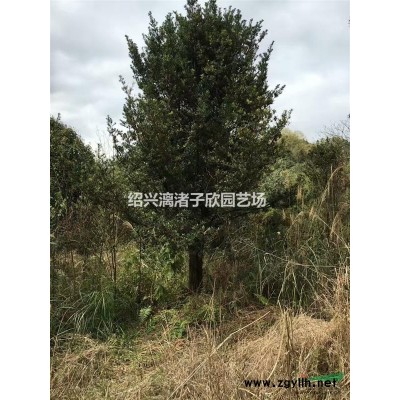 大量精品地栽红叶石楠小毛球