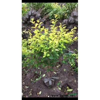 浙江水生植物～旱伞草