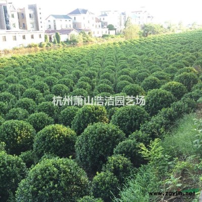 浙江水生植物批发～旱伞草