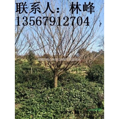 日本樱花/早樱花/晚樱/中国樱花之乡