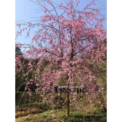 供应垂枝樱花扦插一年苗