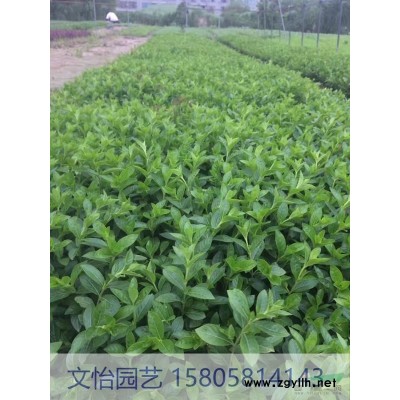 常绿萱草-地栽/大杯