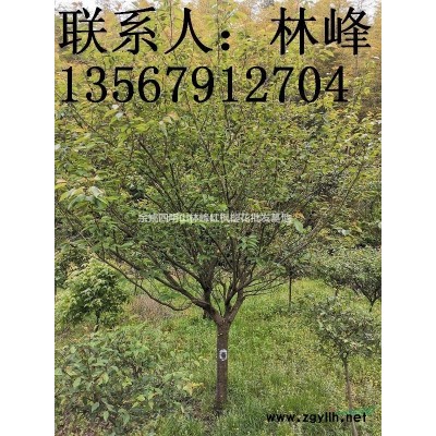 浙江四明山樱花基地