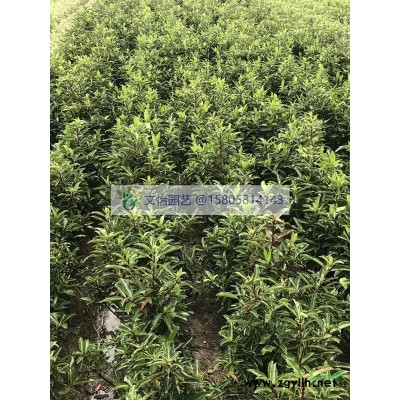 菲白竹/菲黄竹-薄利多销