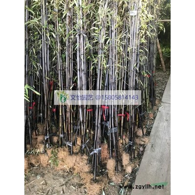 瓜子黄杨、雀舌黄杨-精品小苗