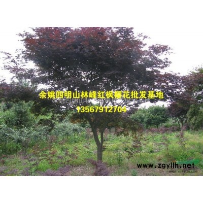 浙江日本晚樱基地/浙江日本早樱基地