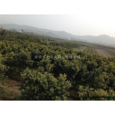 6公分杨梅苗 杨梅工程苗 杨梅苗价格