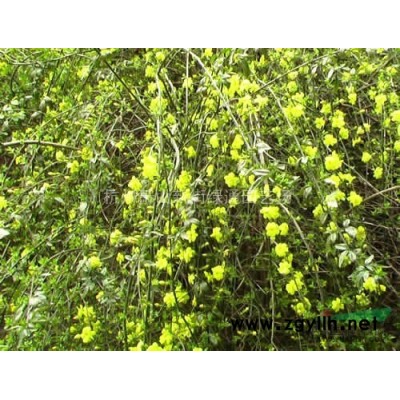 浙江萧山水生植物基地－水罂粟供应