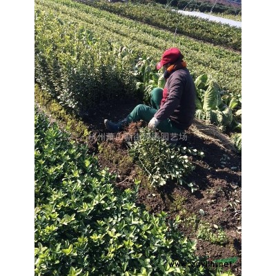 浙江萧山水生植物基地－水生鸢尾（西伯利亚鸢尾）