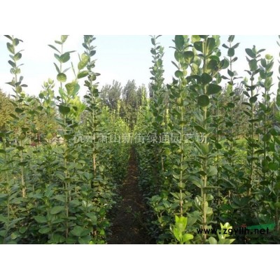 浙江萧山水生植物基地直销－三叶草